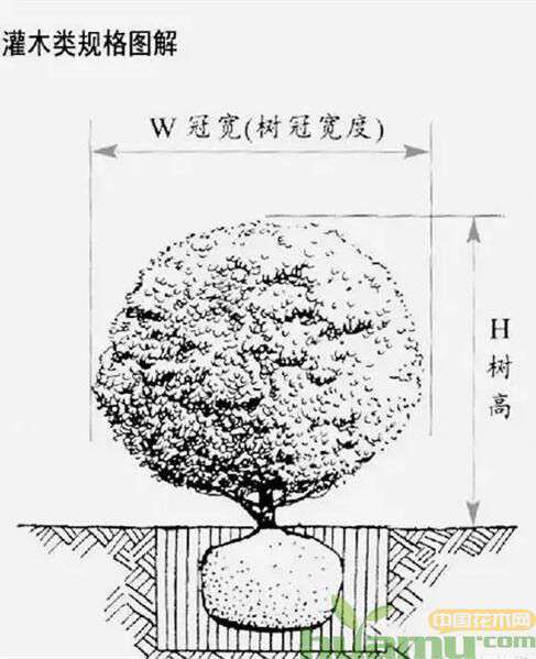 苗木等级是价格高低的主要因素，判断苗木的好坏有哪些标准?