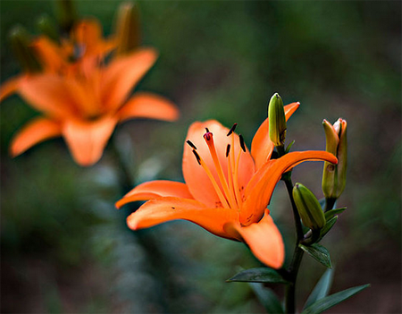 百合花怎么养--百合花的养殖方法和注意事项