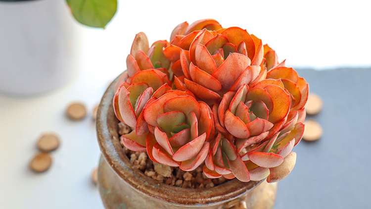 多肉秀妍 Echeveria Sunyan