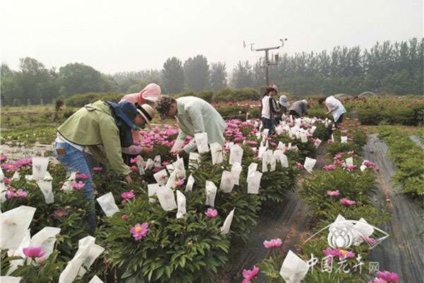 课题组在开展芍药新品种杂交育种.jpg