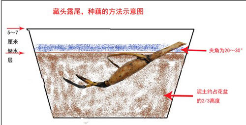 碗莲种植图解