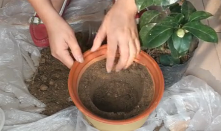 山茶花的种植方法，图解如何给孕蕾期间的山茶花换盆