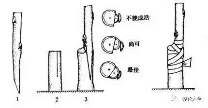 这3种花嫁接之后，开花比脸还大，枝条都压弯！