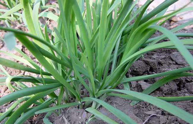 韭菜种子价格及种植方法