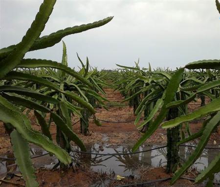 种植火龙果如何浇水好？