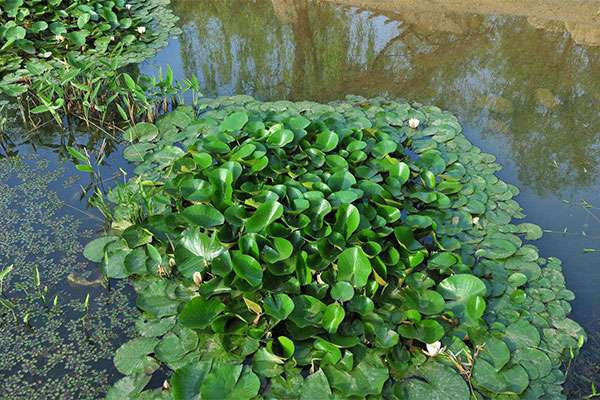 水生植物3.jpg