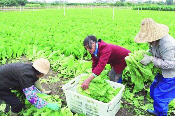 冬季叶用芥菜高产栽培技术