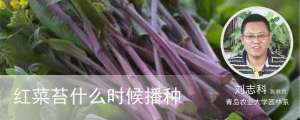 红菜苔什么时候播种