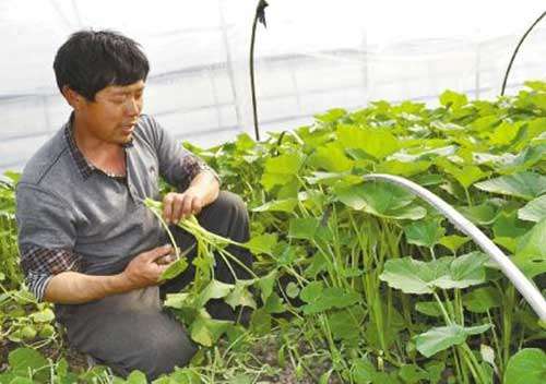 食用南瓜苗综合种植管理技术