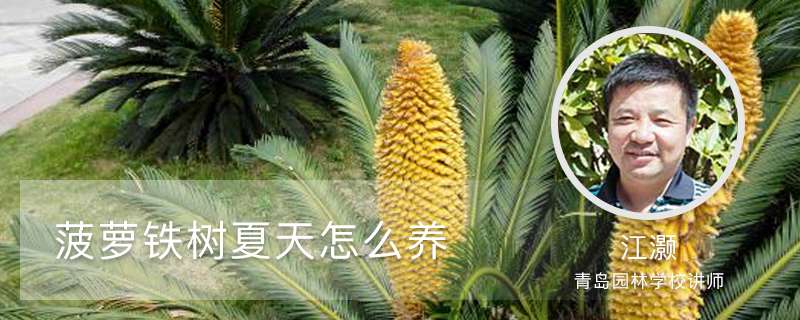 菠萝铁树夏天怎么养