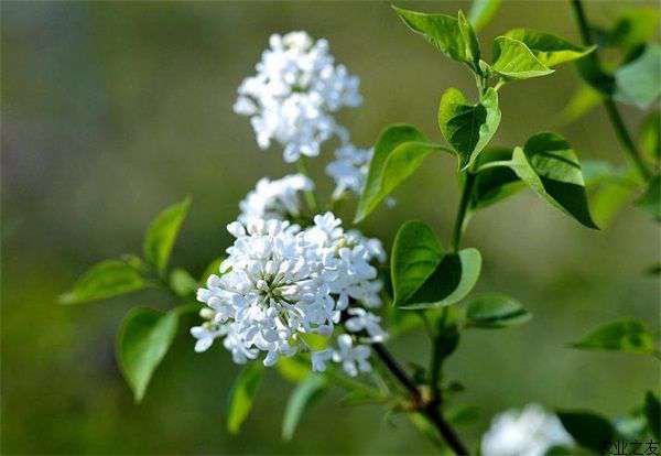 丁香花的养护管理