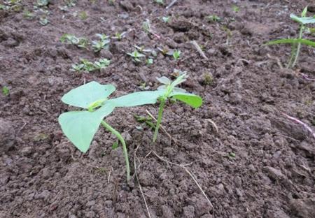 豇豆种植技术图片视频