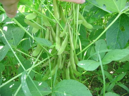 夏季大豆怎么除杂草？