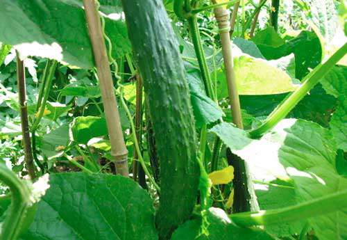 夏天黄瓜怎样种植管理？夏天黄瓜种植技术