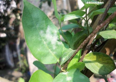 金银花种植技术图片视频