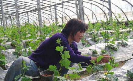 大棚豆角种植技术