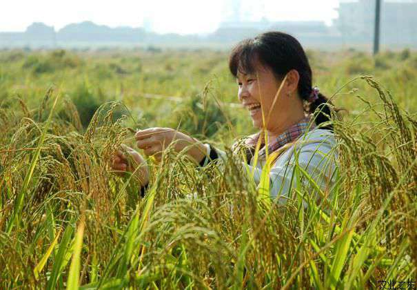 糯米种植技术之烂秧防治方法