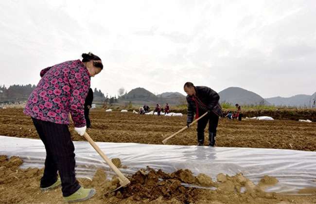 村民们正在种植狼尾草种苗（吴贤和--摄）2.jpg