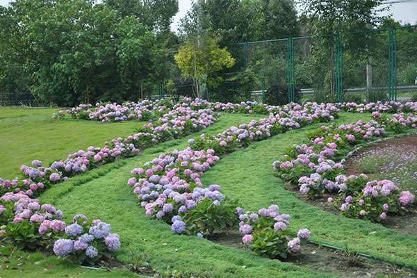 花境植物.jpg