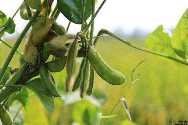 春季大棚毛豆种植要防霜霉病