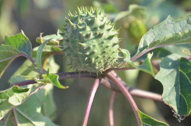 曼陀罗花语是什么？