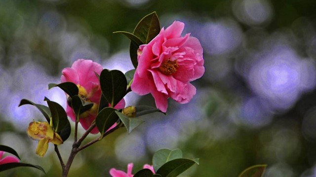 茶花怎样上盆和换盆