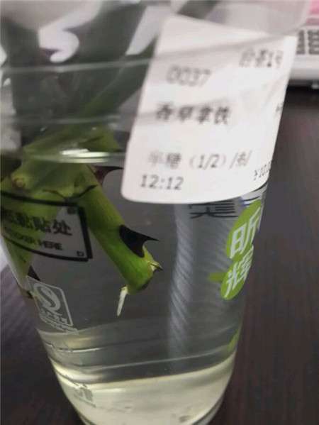 蔷薇花生根