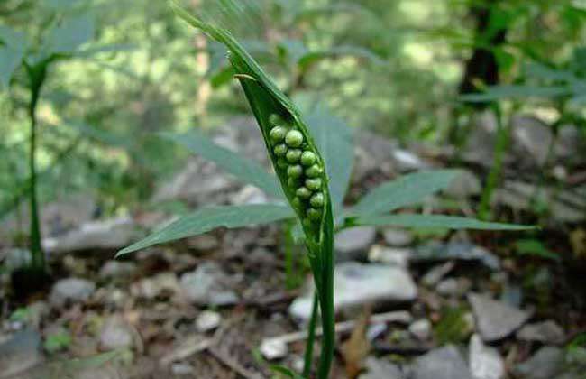 半夏种子价格及种植方法