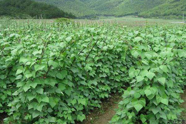 矮杆四季豆的种植方法