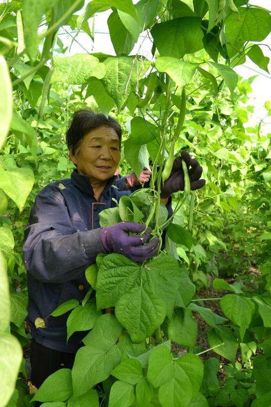 大棚豆角种植技术