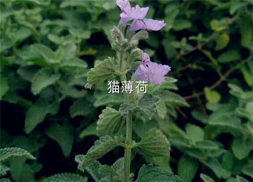 猫薄荷和薄荷的区别 猫薄荷对猫有什么作用