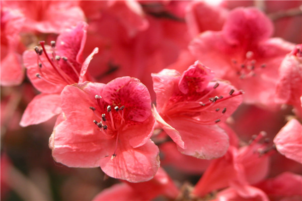 干杜鹃花枝条怎么开花