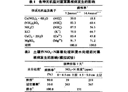 菠菜黑根病症状及其防治对策