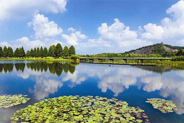 上海辰山植物园中，由睡莲营造的水面景观。.jpg