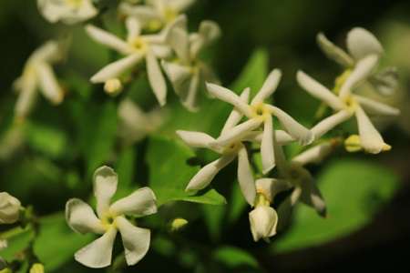 风车茉莉