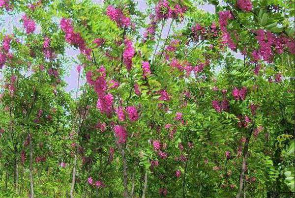 香花槐修剪三要领