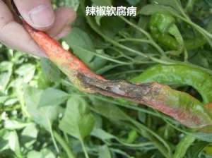 辣椒种植技术：辣椒有哪些病害？