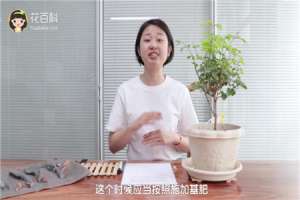 盆栽茉莉花怎么施肥