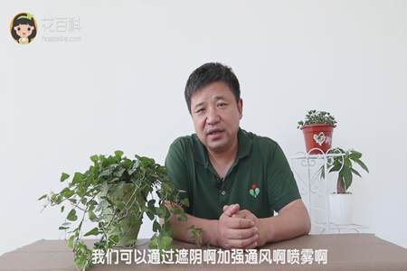 我们可以通过遮阴啊加强通风啊喷雾啊