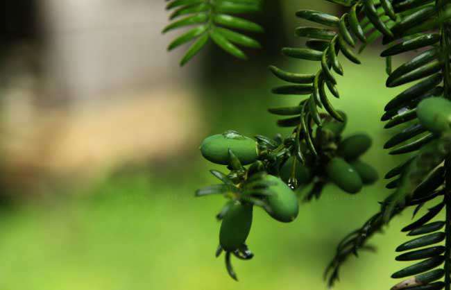 香榧种植技术