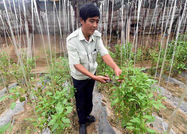 辣椒种植如何剪枝