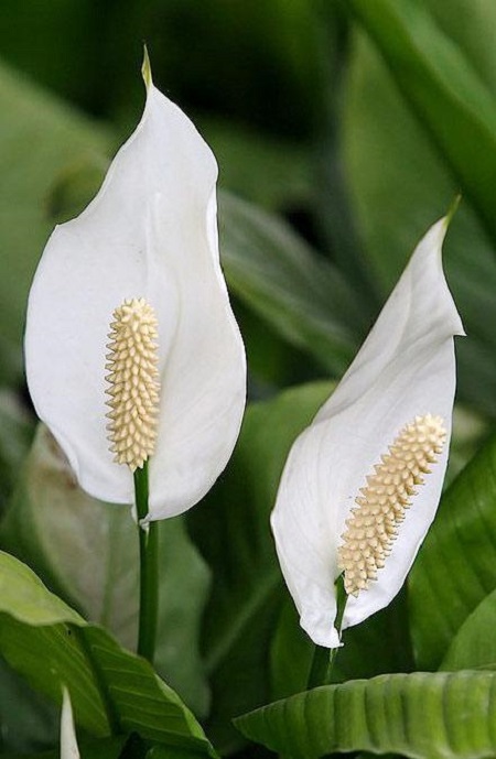 一帆风顺花