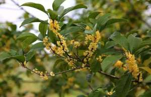 热闹的鲜切花市场为什么不见桂花的踪影？