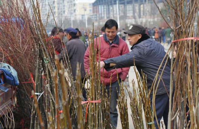 苗木市场乱象丛生，采购果苗需谨慎！