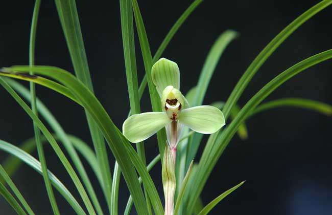 兰花什么时候开花？