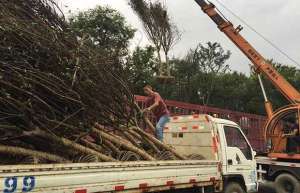 苗木运输细节不容忽视，直接决定交易质量！