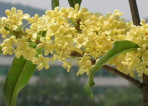 桂花栽培技术及视频