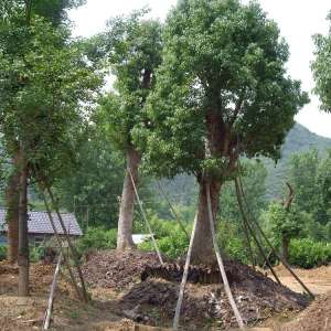 大香樟树的移植养护技术