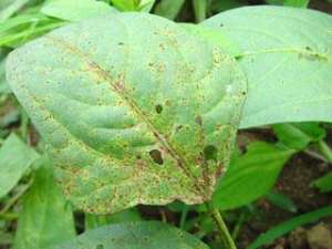 种植豆角怎么防治锈病？