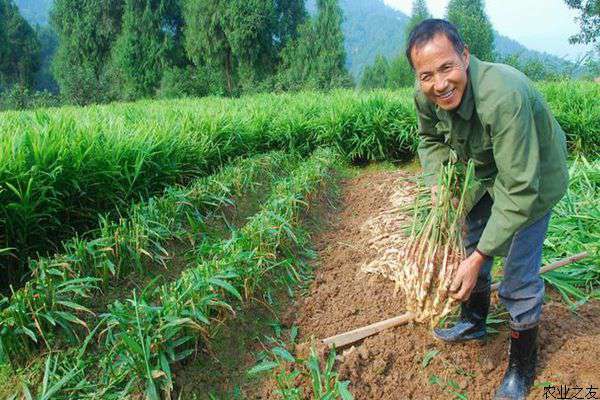 无公害生姜种植技术